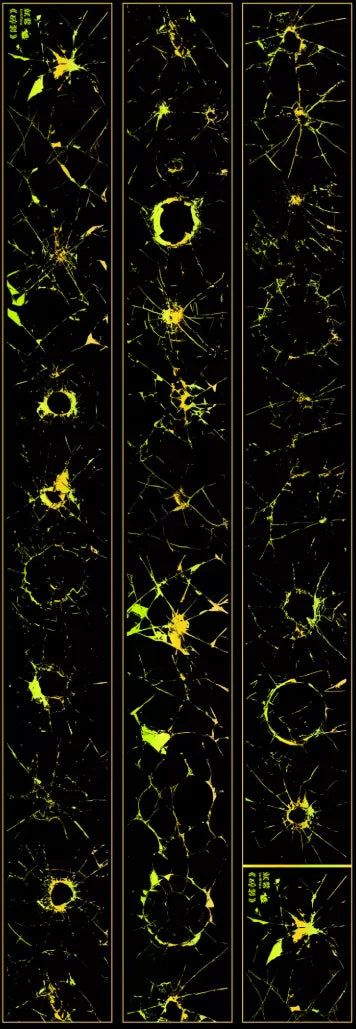 4481-UntilYou Studio-6x152cm Gold Shell Luster PET Tape